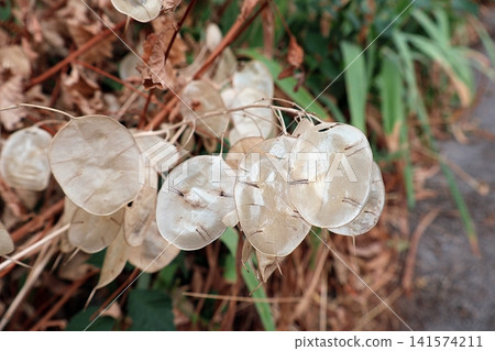 Dried Lunaria Seed Pods (Honesty Plant Silver Coins). Dried Lunaria Seed Pods (Honesty Plant Silver Coins). 141574211
