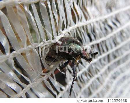 Rescuing the flower beetle 141574688
