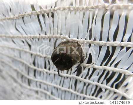 Rescuing the flower beetle Rescuing the flower beetle 141574689