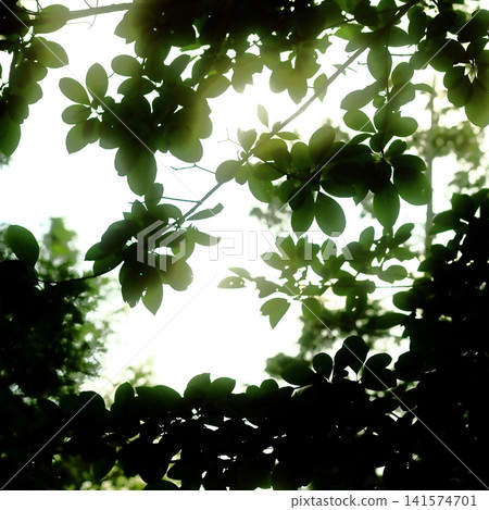 Sunlight Shining Through Green Leaves in a Forest Canopy Sunlight Shining Through Green Leaves in a Forest Canopy 141574701