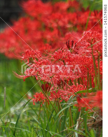Red spider lily (Lycoris radiata) Red spider lily (Lycoris radiata) 141574968