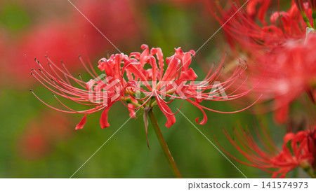 Red spider lily (Lycoris radiata) Red spider lily (Lycoris radiata) 141574973