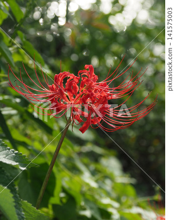 Red spider lily (Lycoris radiata) Red spider lily (Lycoris radiata) 141575003