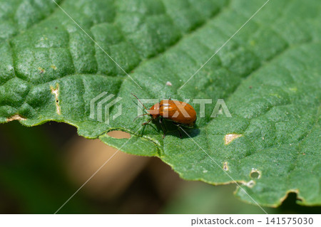 Cucumber beetles that feed on vegetable leaves Cucumber beetles that feed on vegetable leaves 141575030
