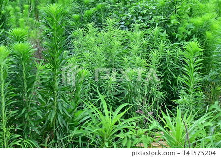 Vacant land, wasteland, weeds, land, vacant lot Vacant land, wasteland, weeds, land, vacant lot 141575204