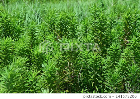 Vacant land, wasteland, weeds, land, vacant lot Vacant land, wasteland, weeds, land, vacant lot 141575206