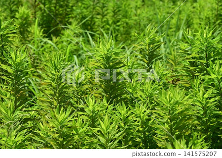 Vacant land, wasteland, weeds, land, vacant lot Vacant land, wasteland, weeds, land, vacant lot 141575207