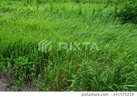 Vacant land, wasteland, weeds, land, vacant lot Vacant land, wasteland, weeds, land, vacant lot 141575210