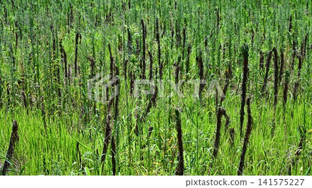 Vacant land, wasteland, weeds, land, vacant lot Vacant land, wasteland, weeds, land, vacant lot 141575227