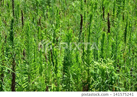 Vacant land, wasteland, weeds, land, vacant lot 141575241