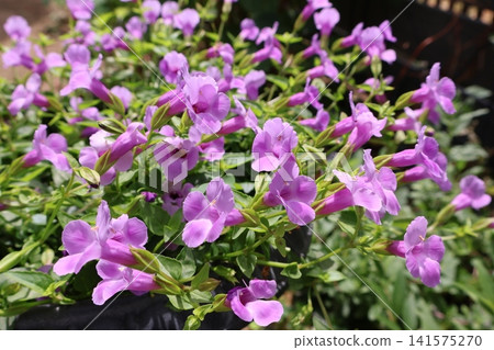 可愛的小藍星花 可愛的小藍星花 141575270