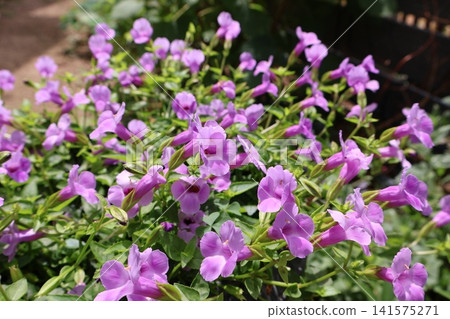 可愛的小藍星花 可愛的小藍星花 141575271