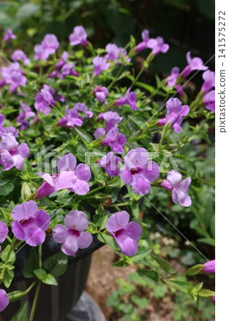 Cute little Torenia flowers Cute little Torenia flowers 141575272