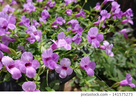 Cute little Torenia flowers Cute little Torenia flowers 141575273
