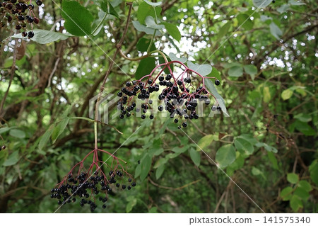 Ripe Camphor Tree Berries (Camphora officinarum) on Reddish Stems. Ripe Camphor Tree Berries (Camphora officinarum) on Reddish Stems. 141575340