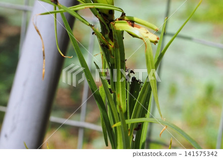Larvae of the lily beetle that feed on trumpet lilies. Larvae of the lily beetle that feed on trumpet lilies. 141575342