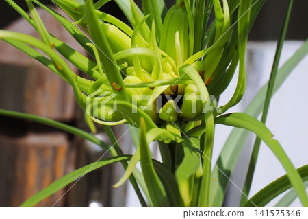 以凌霄花為食的百合甲蟲幼蟲。 以凌霄花為食的百合甲蟲幼蟲。 141575346