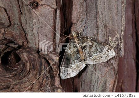 Living creatures, insects: *Ectropis obliqua*, a geometrid moth about three centimeters long. Its wing edges have a beautiful lace-like pattern. Living creatures, insects: *Ectropis obliqua*, a geometrid moth about three centimeters long. Its wing edges have a beautiful lace-like pattern. 141575852