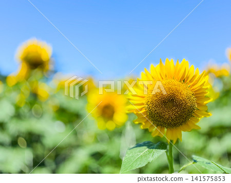 Beautiful sunflowers blooming towards the blue sky: a close-up summer scene. Beautiful sunflowers blooming towards the blue sky: a close-up summer scene. 141575853