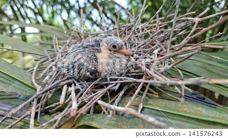 Baby Pigeon Resting in Natural Twig Nest Outdoors Baby Pigeon Resting in Natural Twig Nest Outdoors 141576243