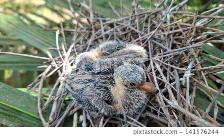 Top View of Baby Chicks Resting in Twig Nest Top View of Baby Chicks Resting in Twig Nest 141576244