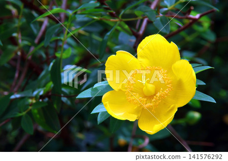 Quincebai Quincebai 141576292
