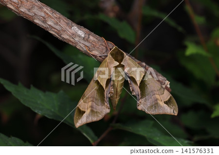 Living creatures, insects: The Japanese hawk moth (Lymantria dispar) is commonly seen in its green form, but brown varieties also exist. Its beauty is reminiscent of an ink painting. Living creatures, insects: The Japanese hawk moth (Lymantria dispar) is commonly seen in its green form, but brown varieties also exist. Its beauty is reminiscent of an ink painting. 141576331