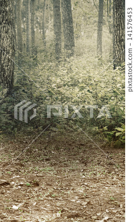 Vertical shot of a quiet forest path covered in dry leaves, leading to lush green undergrowth and tall pine trees in a hazy, vintage-toned woodland setting. Halloween and horror background Vertical shot of a quiet forest path covered in dry leaves, leading to lush green undergrowth and tall pine trees in a hazy, vintage-toned woodland setting. Halloween and horror background 141576453