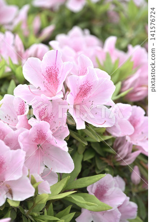 杜鵑花與雨滴 杜鵑花與雨滴 141576724