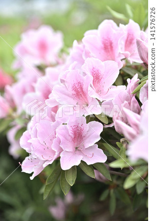 杜鵑花與雨滴 杜鵑花與雨滴 141576726