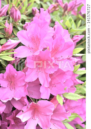 azalea with raindrops azalea with raindrops 141576727