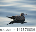 Seabirds floating on the water's surface 141576839