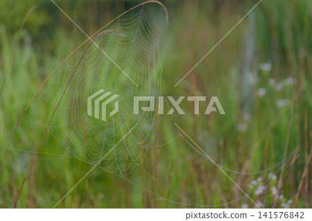 Spiders' nests wetted by morning dew Spiders' nests wetted by morning dew 141576842