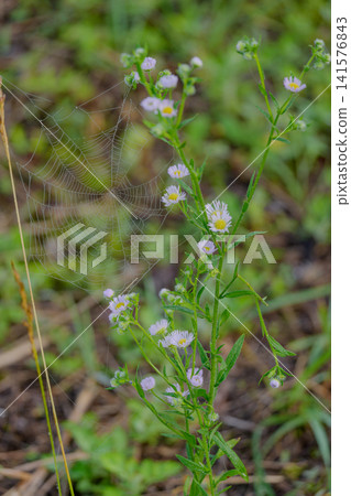 Spiders' nests wetted by morning dew Spiders' nests wetted by morning dew 141576843