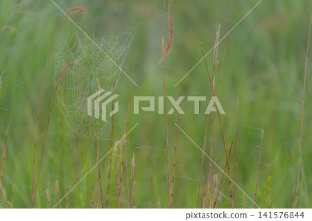Spiders' nests wetted by morning dew Spiders' nests wetted by morning dew 141576844