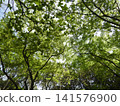 Fresh greenery - from within the forest 141576900