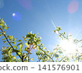 The sun and the plum tree 141576901
