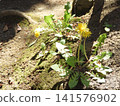 Dandelion 141576902