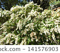 Azalea 141576903