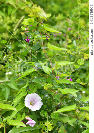 Ainoko bindweed Ainoko bindweed 141576908