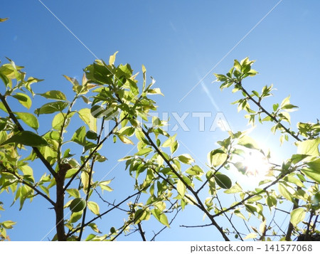Oume和藍天 Oume和藍天 141577068