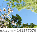 Spring trees and sky 141577070