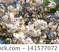 Double cherry blossoms 141577072