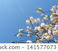 Yaezakura and blue sky 141577073