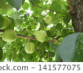 Spotted plums 141577075