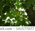 Plum tree which becomes a tree 141577077