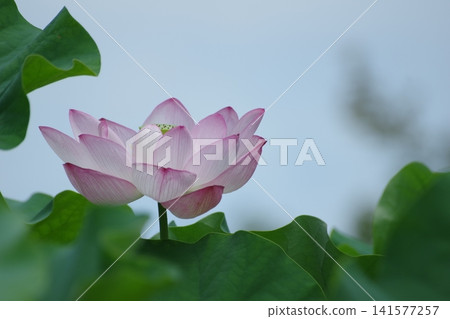 蓮花具有獨特的特性，即使被淤泥染紅也能美麗綻放，長期以來一直被視為人類生活方式和精神狀態的象徵。 141577257