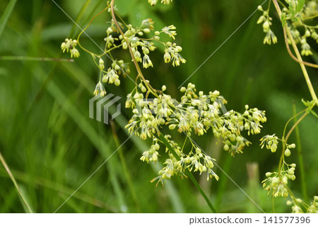 野花:耬斗菜 野花:耬斗菜 141577396