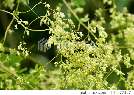 野花:耬斗菜 野花:耬斗菜 141577397