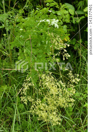 野花:耬斗菜 野花:耬斗菜 141577401